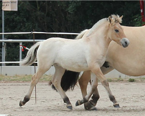stallion Dylon (Fjord Horse, 2017, from Dylix)