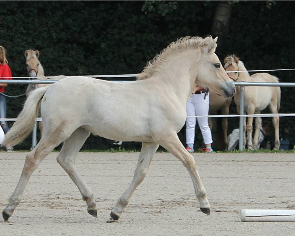 horse O'Lightning Lotta (Fjord Horse, 2017, from Dylan)