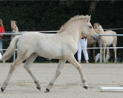 Pferd O'Lightning Lotta (Fjordpferd, 2017, von Dylan)