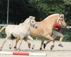 Pferd Ghostbuster (Fjordpferd, 2017, von Golf Gudenå)