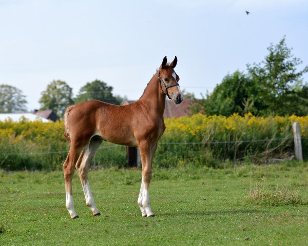 horse High Dance (Polish Warmblood, 2017, from Florestano)