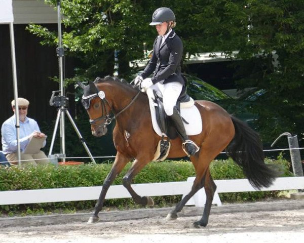 broodmare Bella ZGE (German Riding Pony, 2013, from Bazooka)