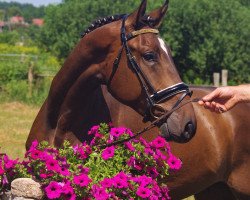 horse Conor (Hungarian Warmblood, 2013, from Calgary)