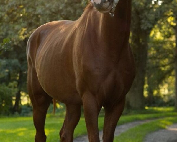 dressage horse Hengst von Quaterback - Caprigold - Weltmeister (German Sport Horse, 2013, from Quaterback)