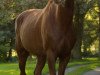 dressage horse Hengst von Quaterback - Caprigold - Weltmeister (German Sport Horse, 2013, from Quaterback)