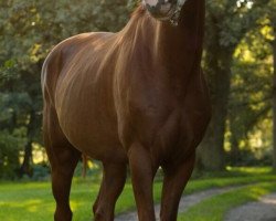 Dressurpferd Hengst von Quaterback - Caprigold - Weltmeister (Deutsches Sportpferd, 2013, von Quaterback)