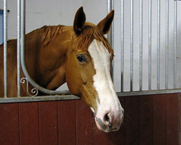 horse White Face (Hanoverian, 2000, from Wolkenstein II)