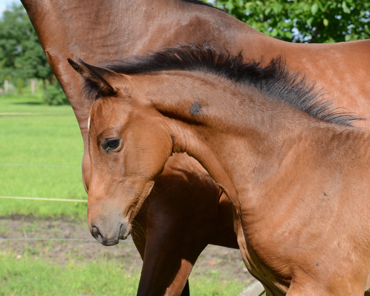 jumper Cosmopolitan B (Oldenburg show jumper, 2017, from Casino Grande)
