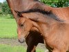 jumper Cnut (Oldenburg show jumper, 2017, from Casino Grande)