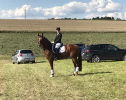 dressage horse Rivanaro (Hanoverian, 2007, from Riverside)