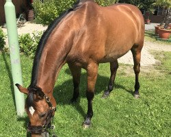 dressage horse Louis 224 (Westphalian, 2004, from Lexus)