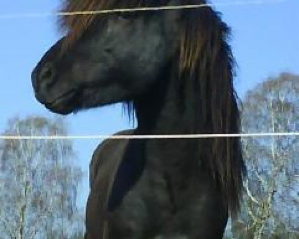 stallion Ospakur vom Strelitzer Hof (Iceland Horse, 2004, from Örvar frá Krossi)