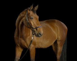 horse Leonardo 793 (Hanoverian, 2001, from Loredo)