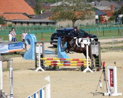 dressage horse Karolina 14 (Schlesier, 2006)