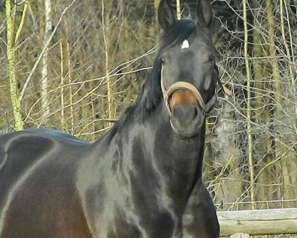 dressage horse Feng Shui 3 (Oldenburg, 2004, from Dr Doolittle 45)