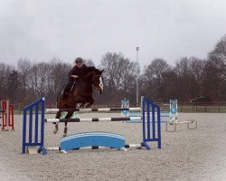 jumper Desert Rose 23 (Oldenburg show jumper, 2011, from Diarado)