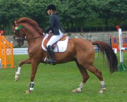 dressage horse Dragon (Hessian Warmblood, 2009, from Diamond Hit)