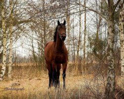 broodmare Landprinzessin 2 (Oldenburg, 2005, from Landsieger I)