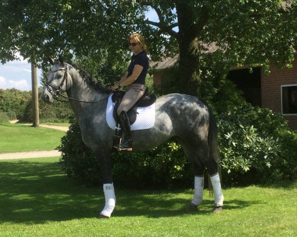 dressage horse Chris 58 (Hanoverian, 2013, from Conen)