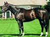 stallion Dixie Union xx (Thoroughbred, 1997, from Dixieland Band xx)