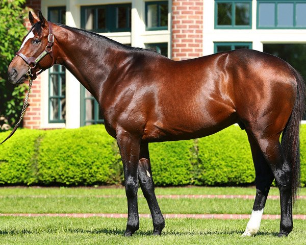 stallion Tonalist xx (Thoroughbred, 2011, from Tapit xx)