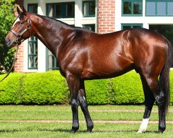 stallion Tonalist xx (Thoroughbred, 2011, from Tapit xx)