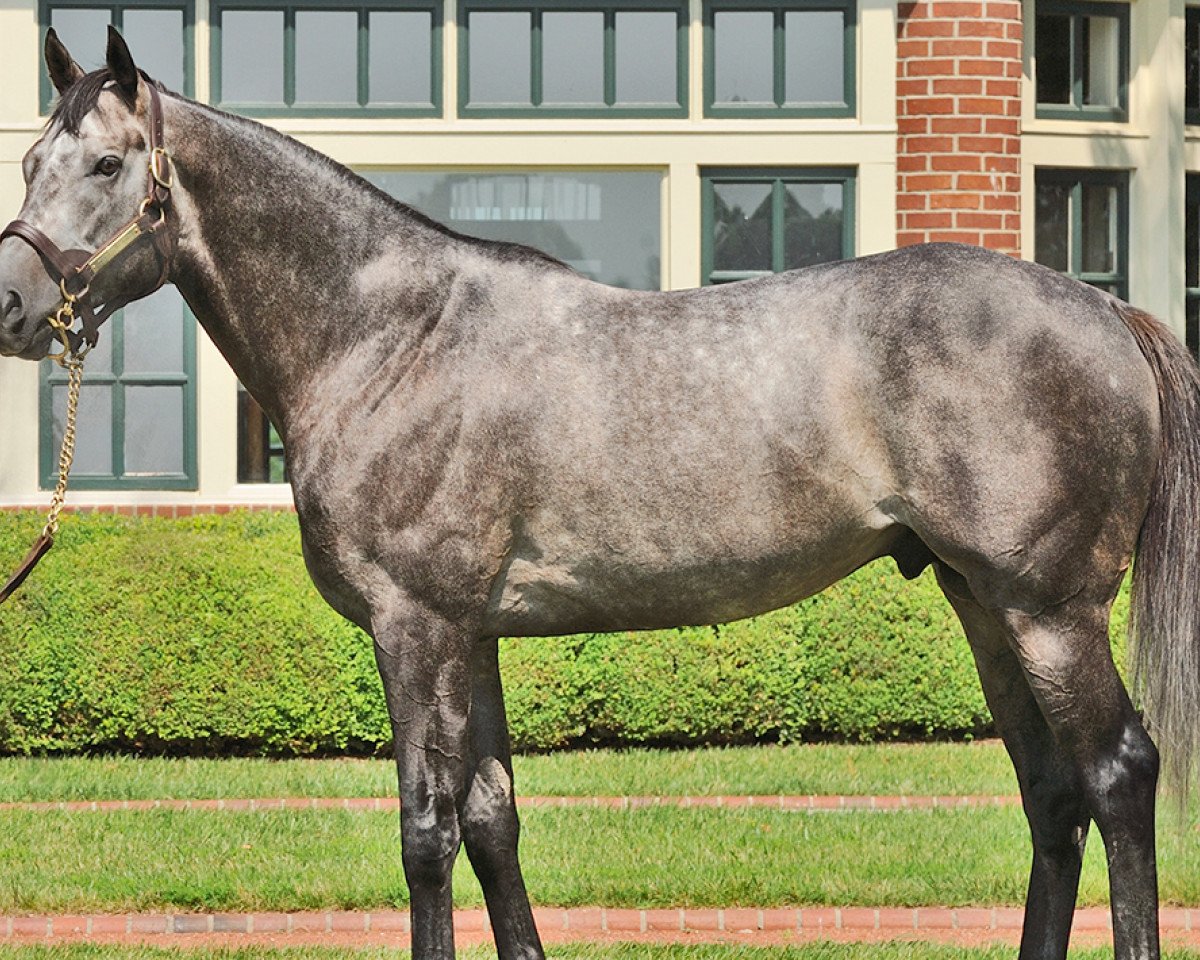 stallion The Factor xx (Thoroughbred, 2008, from War Front xx)
