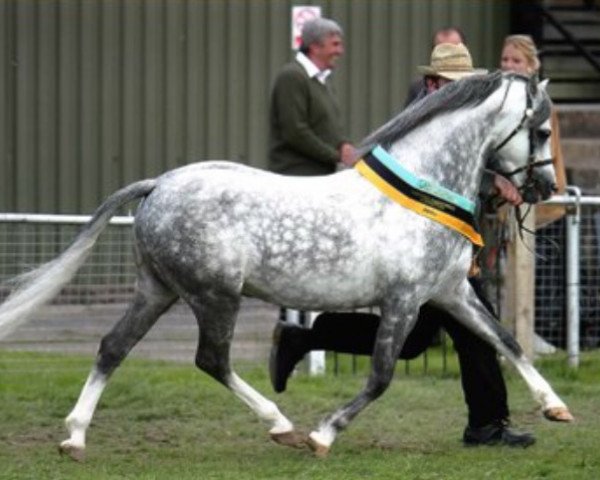Deckhengst Boreton White Prince (Welsh Pony (Sek.B), 2002, von Betton Demetri)