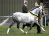 stallion Boreton White Prince (Welsh-Pony (Section B), 2002, from Betton Demetri)