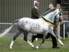 Deckhengst Boreton White Prince (Welsh Pony (Sek.B), 2002, von Betton Demetri)