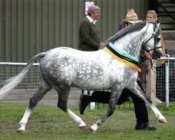 stallion Boreton White Prince (Welsh-Pony (Section B), 2002, from Betton Demetri)