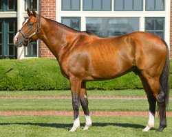 stallion Noble Mission xx (Thoroughbred, 2009, from Galileo xx)