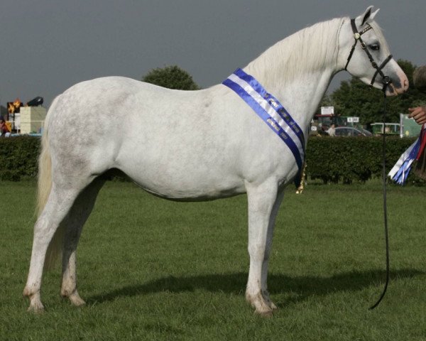 broodmare Llanarth Camilla (Welsh-Pony (Section B), 2001, from Douthwaite Signwriter)