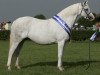 Zuchtstute Llanarth Camilla (Welsh Pony (Sek.B), 2001, von Douthwaite Signwriter)