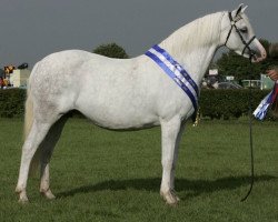 Zuchtstute Llanarth Camilla (Welsh Pony (Sek.B), 2001, von Douthwaite Signwriter)