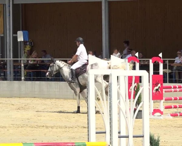 Schwyzer Pferdesporttage 2018