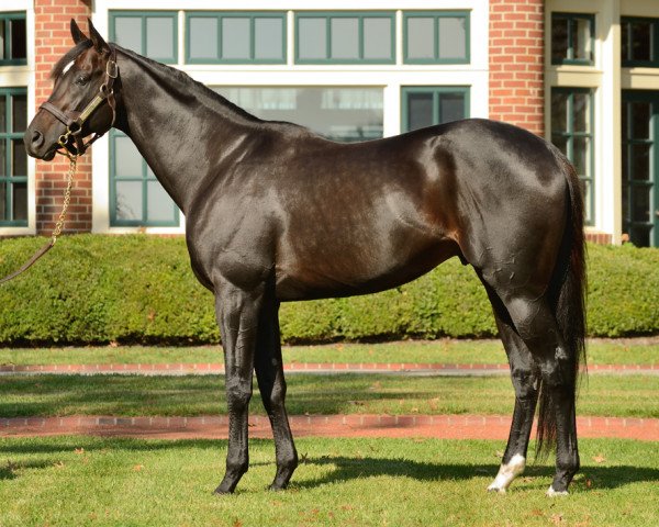 stallion Morning Line xx (Thoroughbred, 2007, from Tiznow xx)