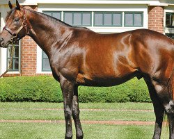 stallion Mineshaft xx (Thoroughbred, 1999, from A. P. Indy xx)