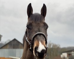 Springpferd Hickstead's Golden Boy (Westfale, 2017, von Hickstead White)