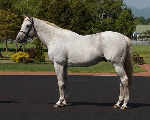 stallion Unbridled's Song xx (Thoroughbred, 1993, from Unbridled xx)