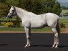 stallion Unbridled's Song xx (Thoroughbred, 1993, from Unbridled xx)
