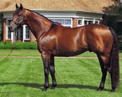 stallion Lemon Drop Kid xx (Thoroughbred, 1996, from Kingmambo xx)