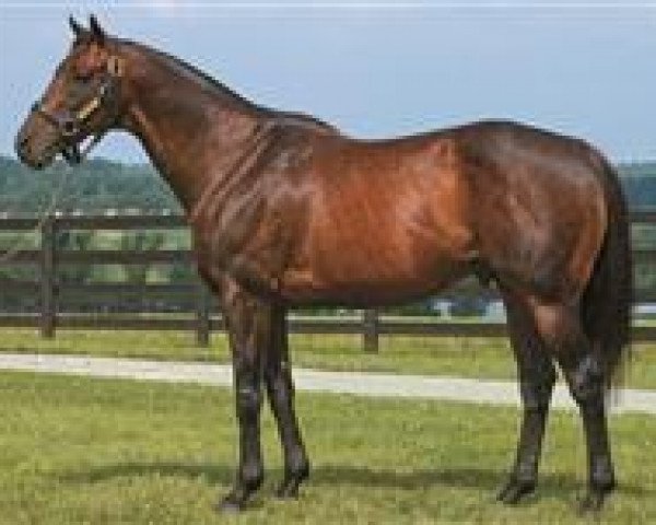 stallion E Dubai xx (Thoroughbred, 1998, from Mr. Prospector xx)