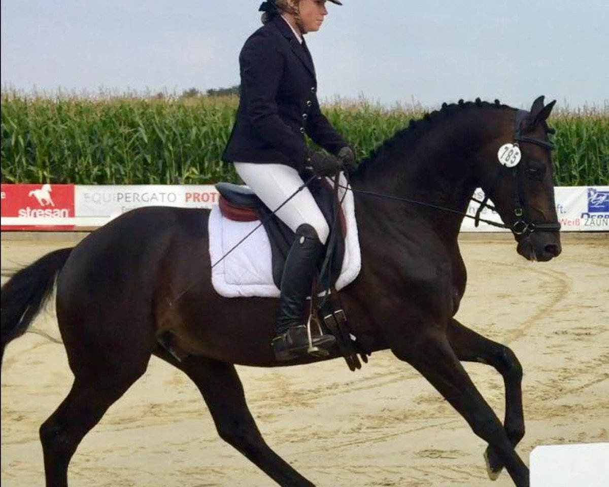 dressage horse Frankel 2 (Westphalian, 2014, from First Selection)