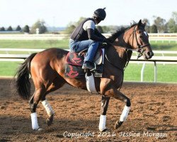 horse Gold Serenade xx (Thoroughbred, 2014, from Medaglia d'Oro xx)