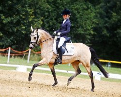 dressage horse Golden Queen 6 (Deutsches Reitpony, 2012, from Golden Rock)