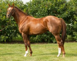 stallion Schramsberg xx (Thoroughbred, 2006, from Storm Cat xx)