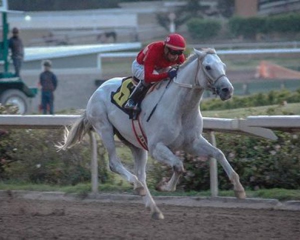 stallion Divine Energy xx (Thoroughbred, 2011, from Tapit xx)