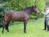 jumper Subliem's Felicia (New Forest Pony, 2006, from Hoppenhof's Luuk)