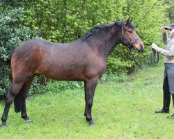 Springpferd Subliem's Felicia (New-Forest-Pony, 2006, von Hoppenhof's Luuk)